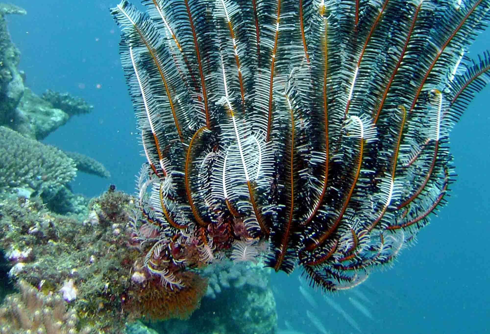 Image of Bottlebrush Feather Star