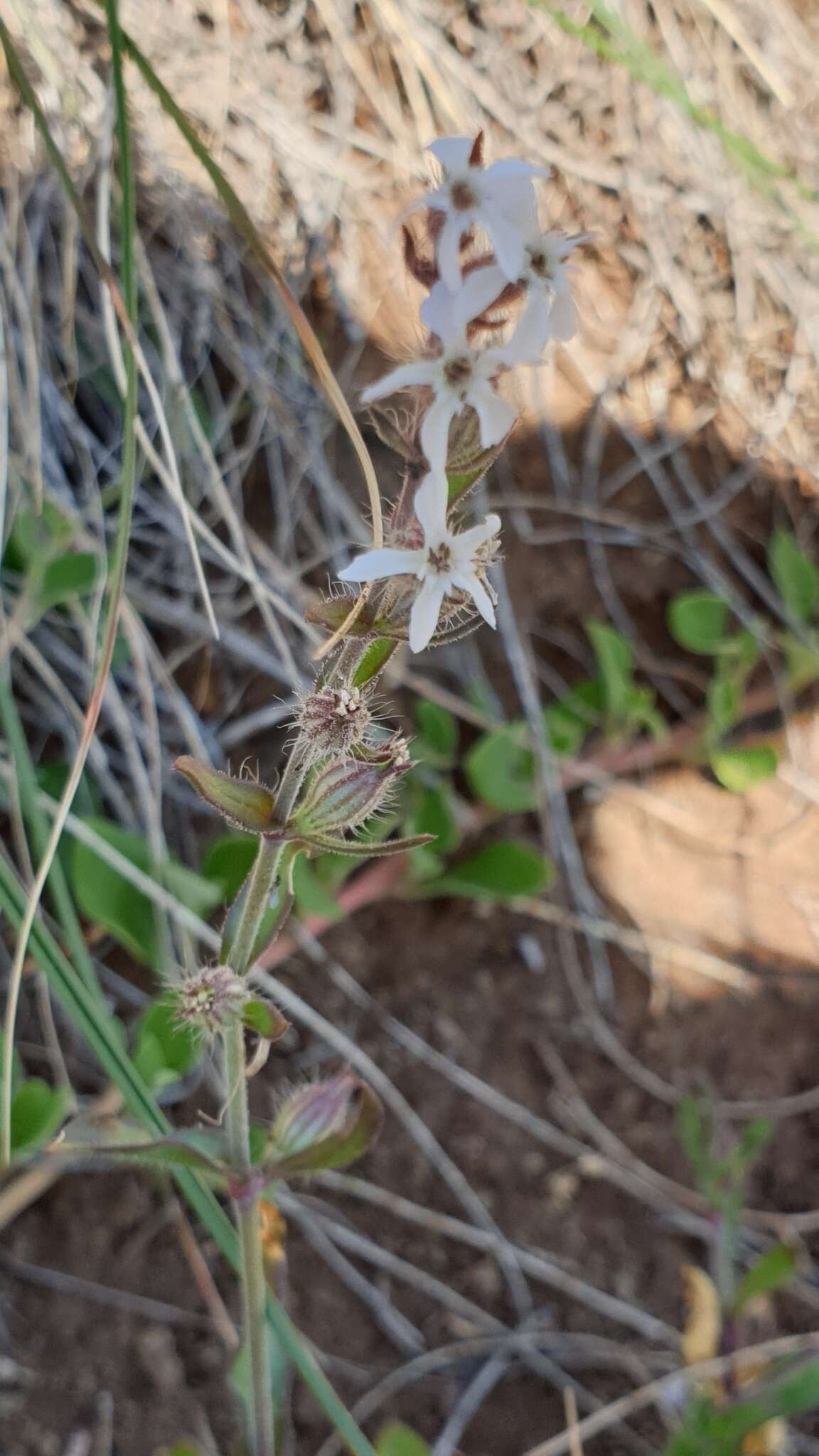 Image of Silene gallica var. gallica