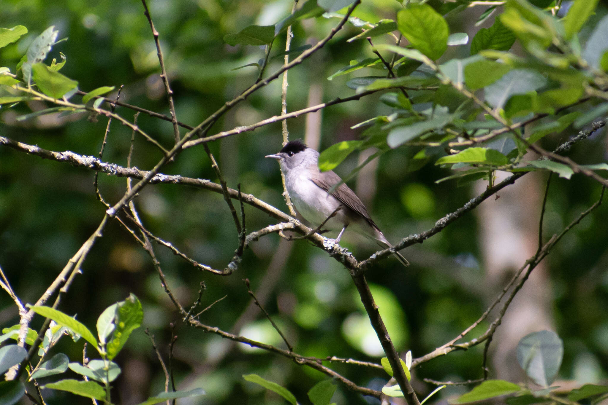 Imagem de Sylvia atricapilla atricapilla (Linnaeus 1758)