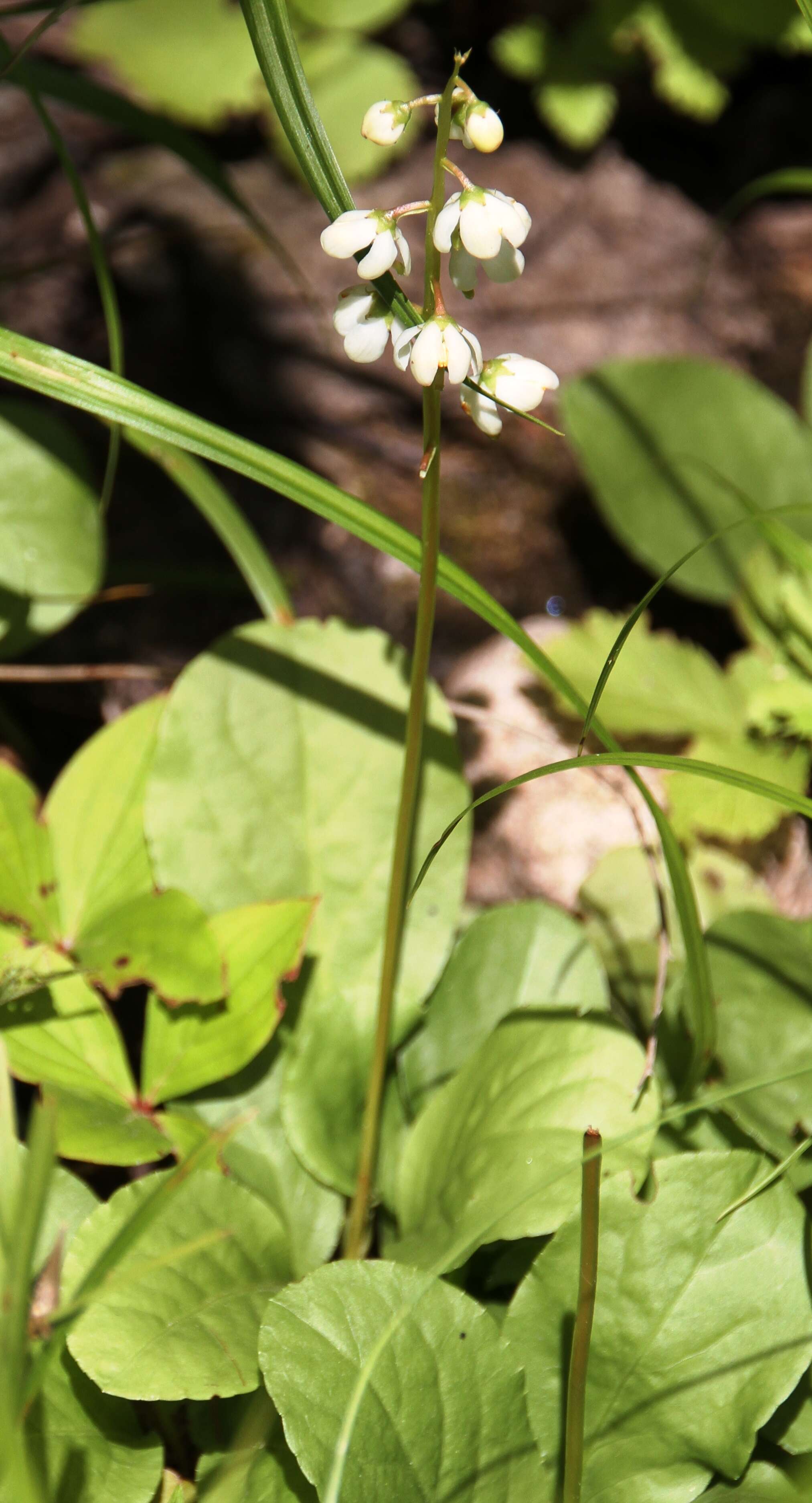 Image of round-leaved wintergreen