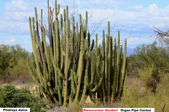 Image of Stenocereus thurberi subsp. thurberi