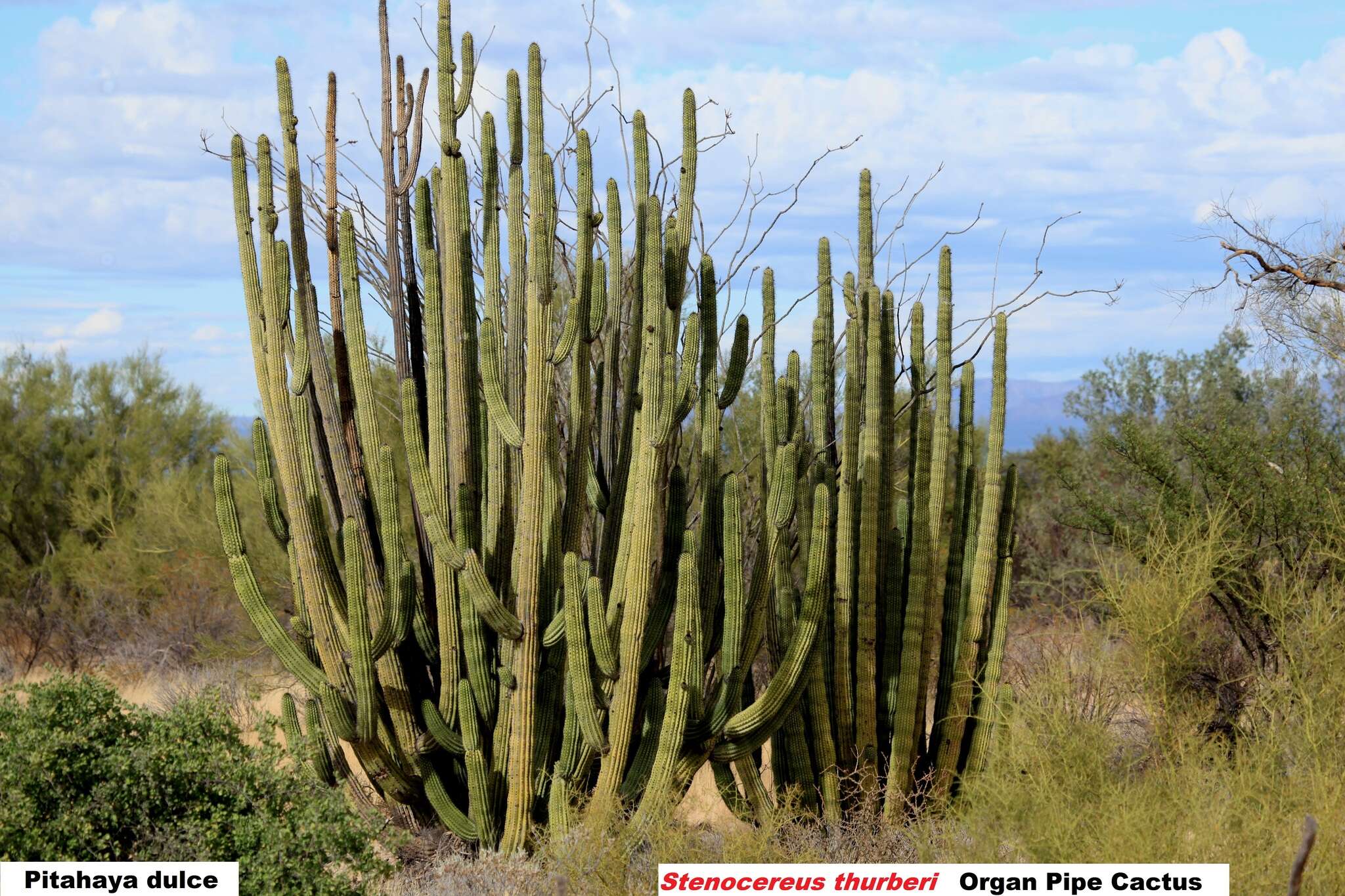 Stenocereus thurberi subsp. thurberi的圖片