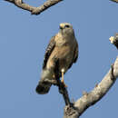 Image of Buteo lineatus extimus Bangs 1920