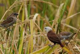 Image of White-headed Munia