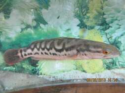 Image of Giant Snakehead