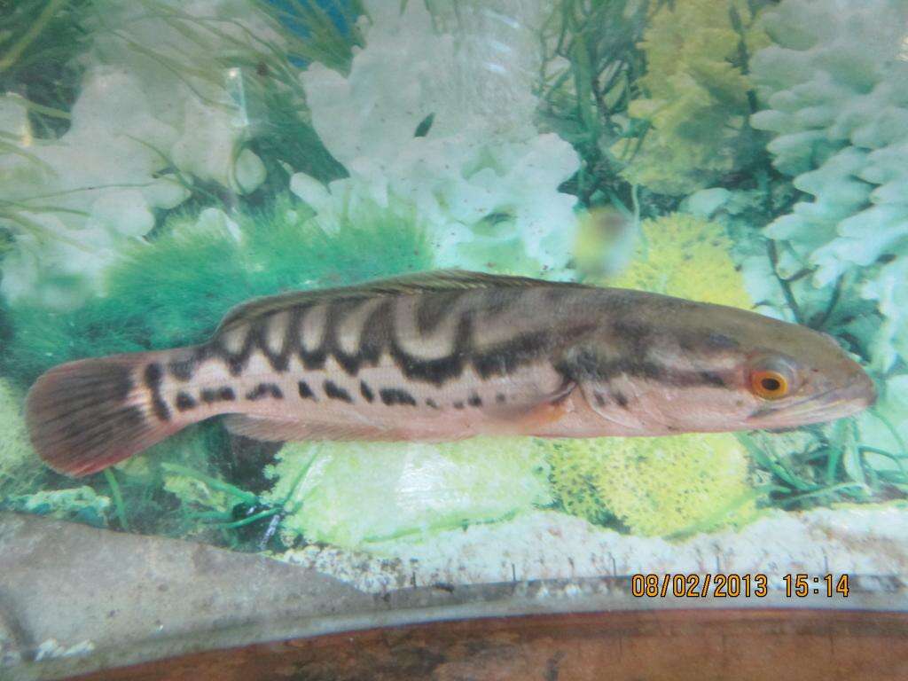 Image of Giant Snakehead