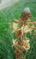 Image of yellow asphodel