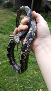 Image de Pantherophis spiloides (A. M. C. Duméril, Bibron & A. H. A. Duméril 1854)