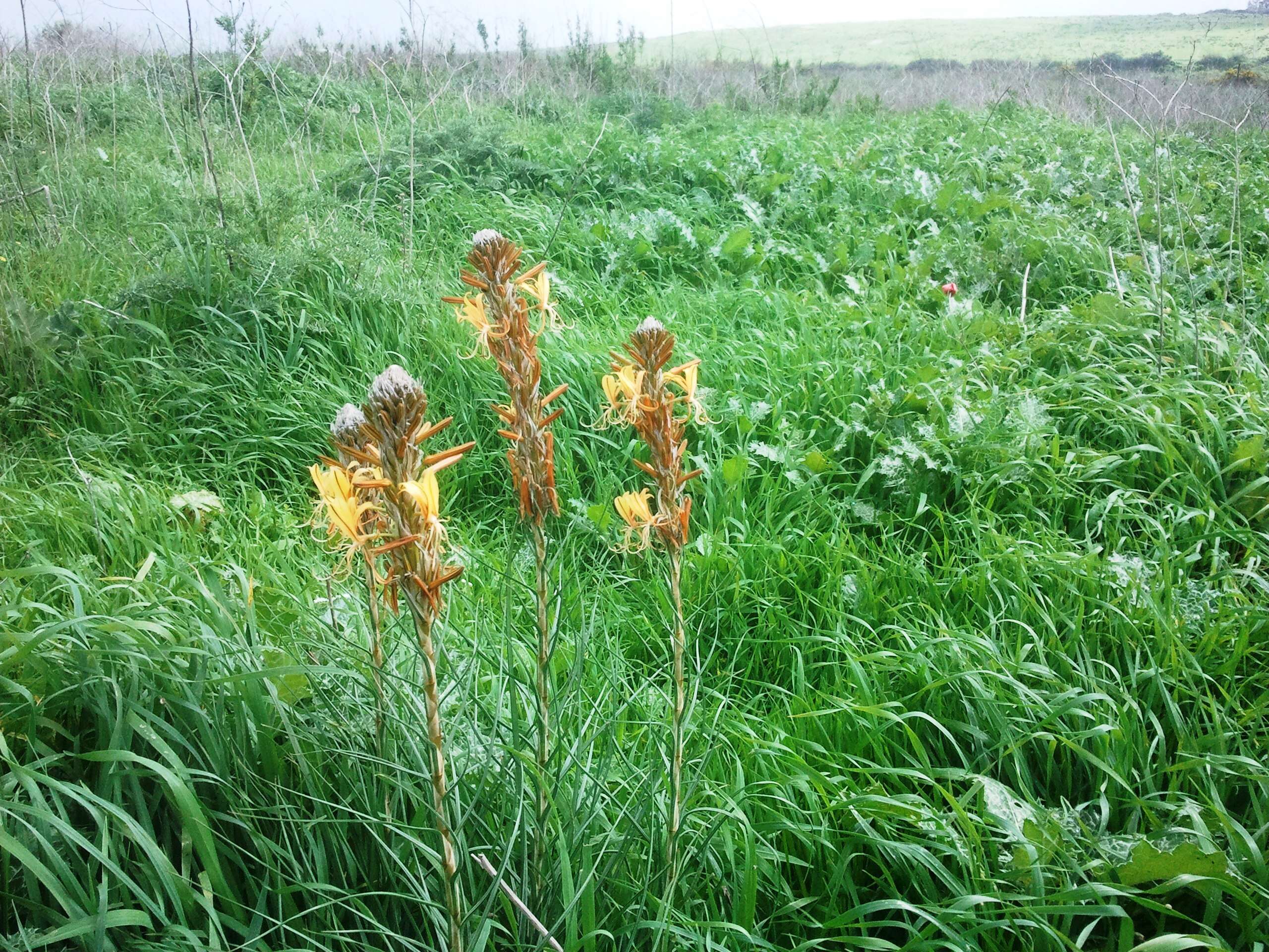 Image of yellow asphodel