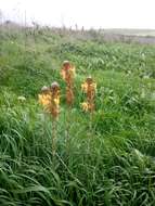 Image of yellow asphodel