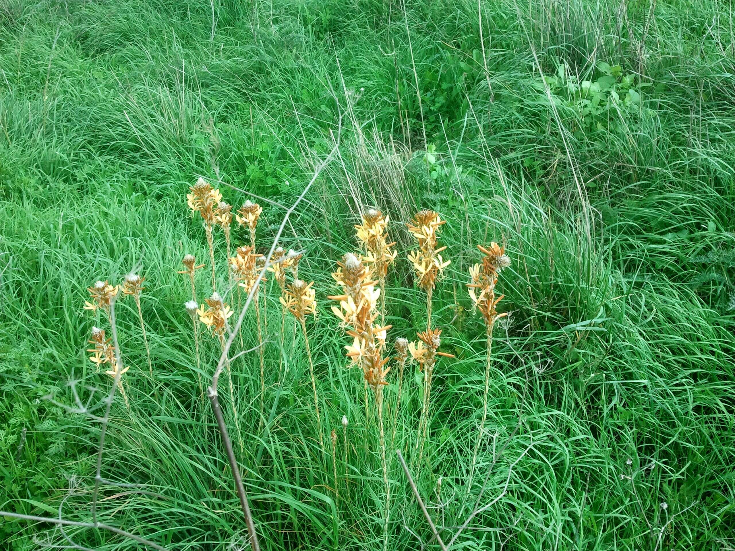 Image of yellow asphodel