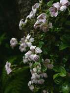 Image of Acanthophyllum cerastioides (D. Don) Madhani & Zarre