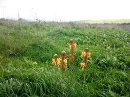 Image of yellow asphodel