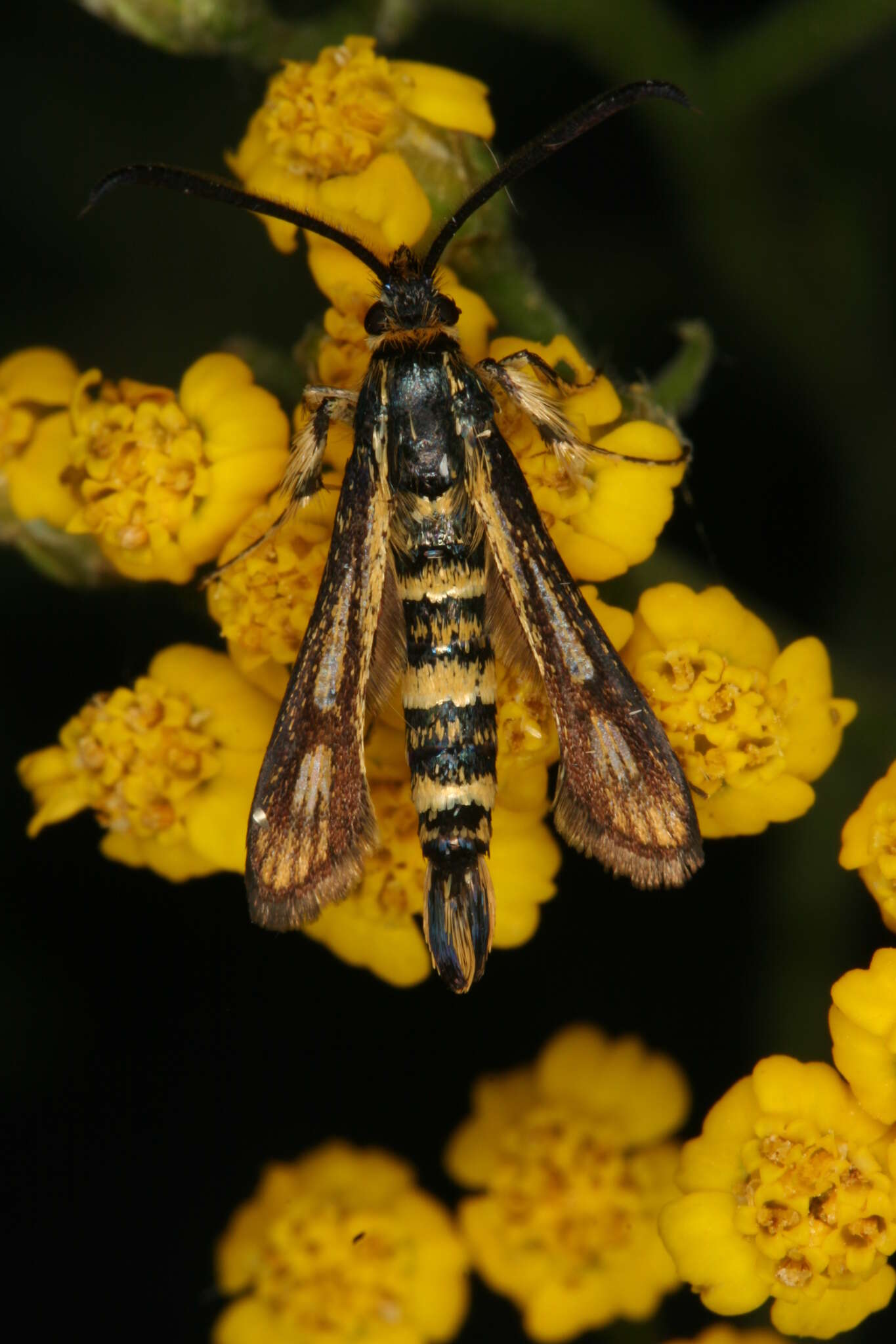 Image of Chamaesphecia leucoparea Lederer 1871