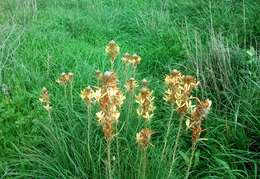 Image of yellow asphodel