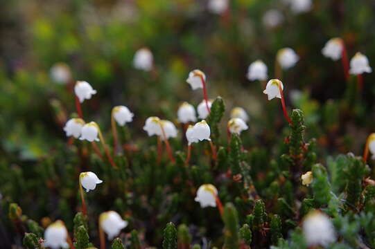 Image of white arctic mountain heather