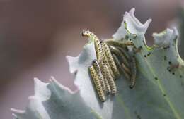 Image of sea kale