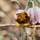 Image of Fritillaria lusitanica Wikstr.