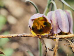 Image of Fritillaria lusitanica Wikstr.