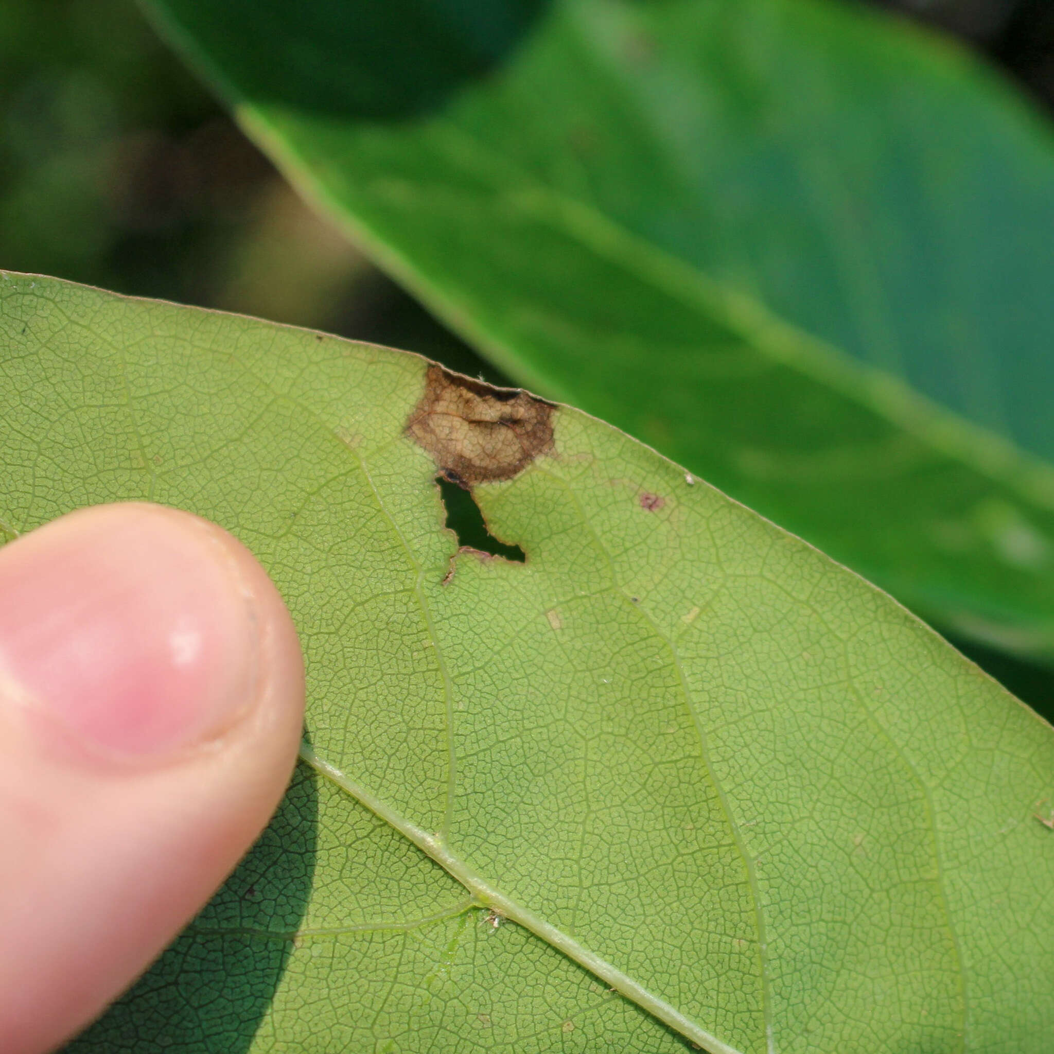 Ectoedemia nyssaefoliella (Chambers 1880) Wilkinson et al. 1981的圖片