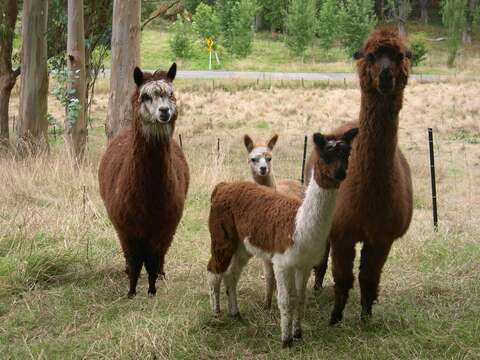 Image of Alpaca