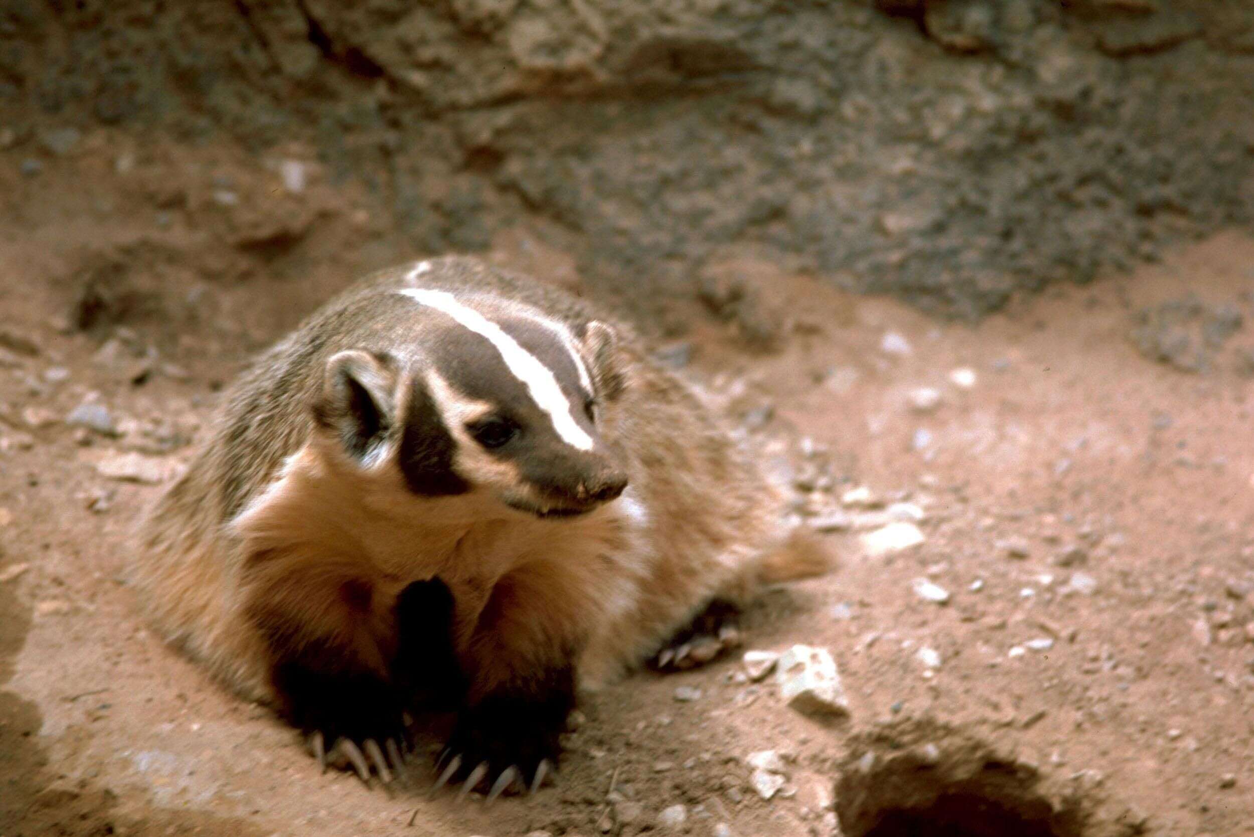 Image of badger