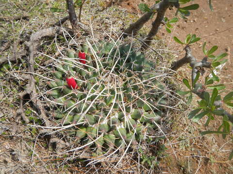 Plancia ëd Mammillaria magnimamma Haw.