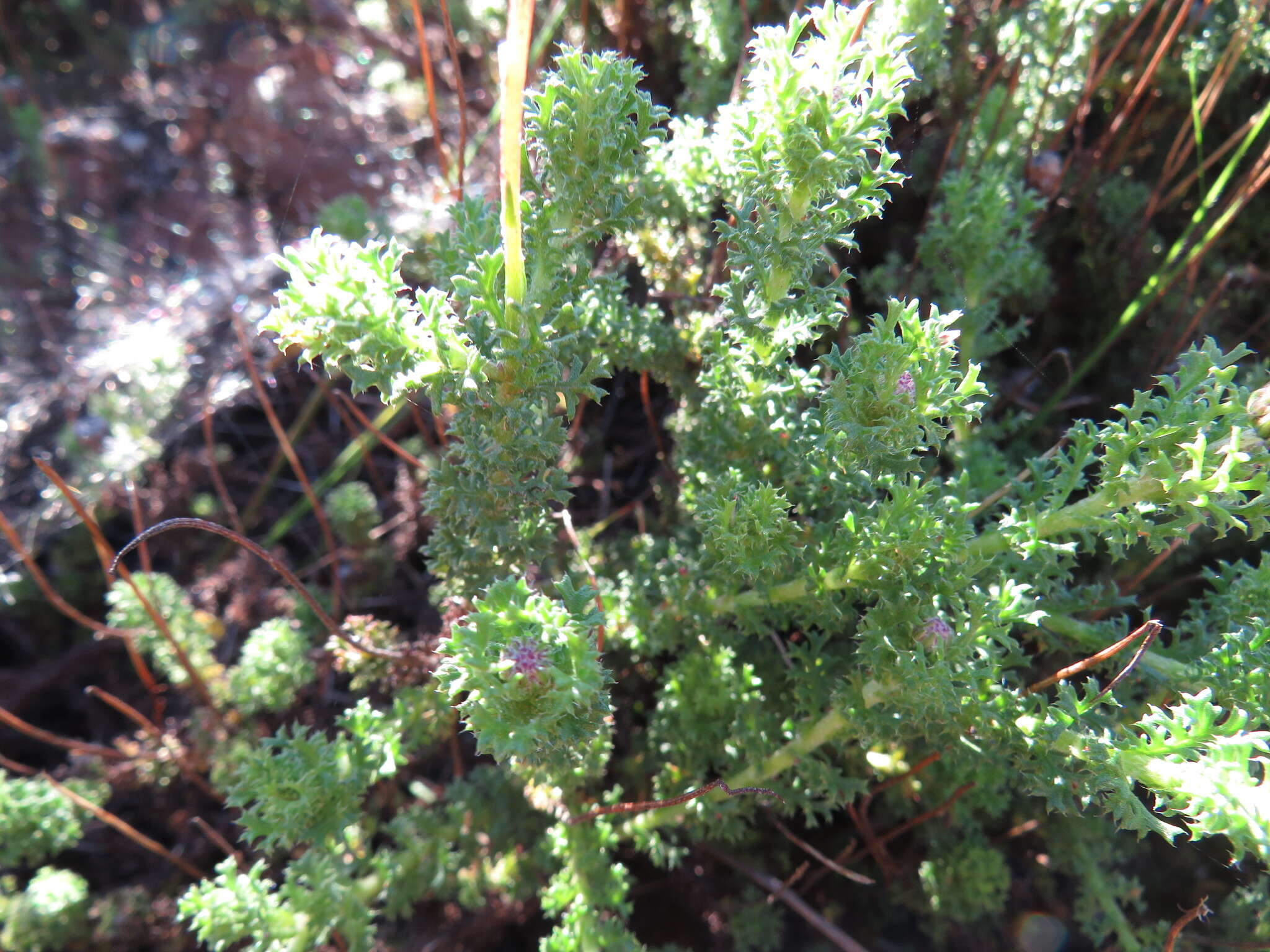 Image of Ursinia dentata (L.) Poir.