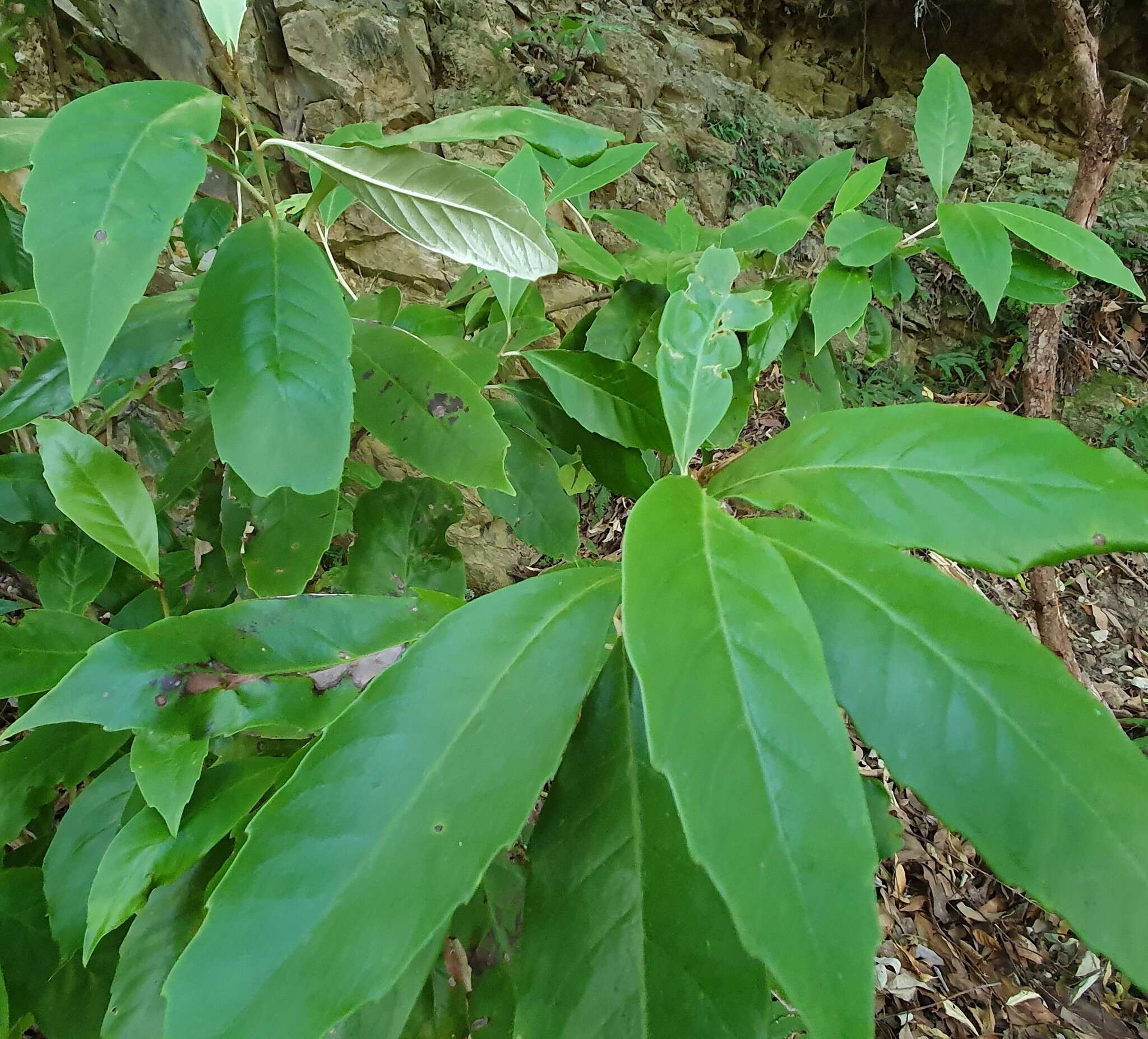 Image de Argophyllum nullumense R. T. Baker