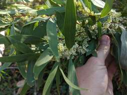 Image of Hakea florulenta Meissner