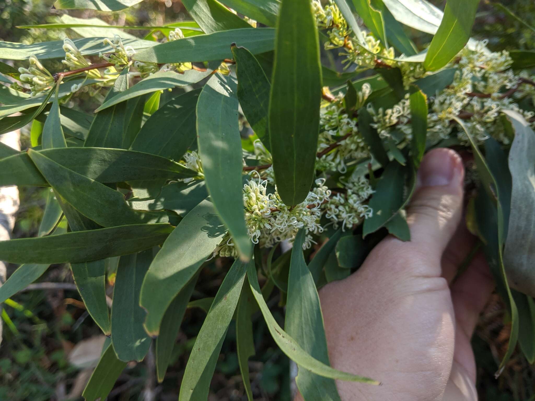 Image of Hakea florulenta Meissner