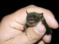 Image of Indiana Bat