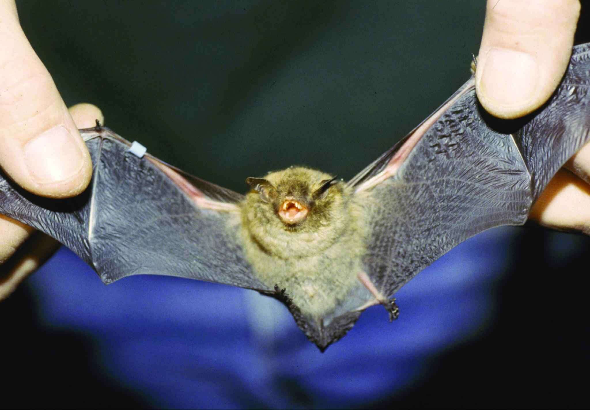 Image de Myotis sodalis Miller & G. M. Allen 1928