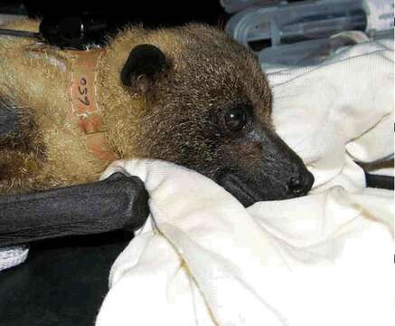 Image of Marianas Flying Fox