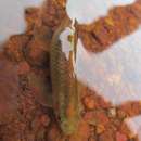 Image of Ratnagiri minnow