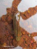 Image of Ratnagiri minnow