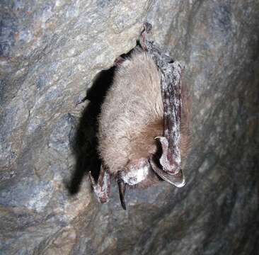 Image of little brown bat