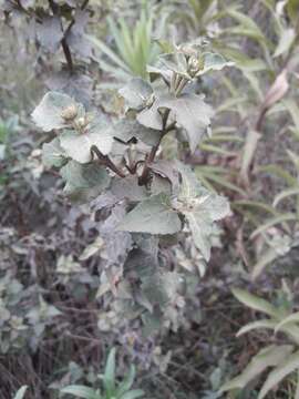 Image of Podanthus ovatifolius Lag.