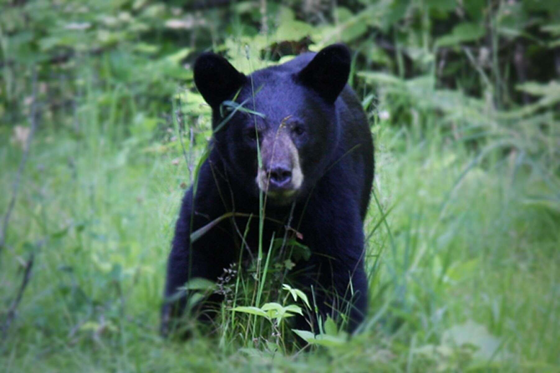 Image of American Black Bear