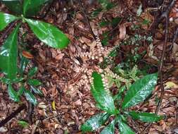 Adiantum flabellulatum L.的圖片