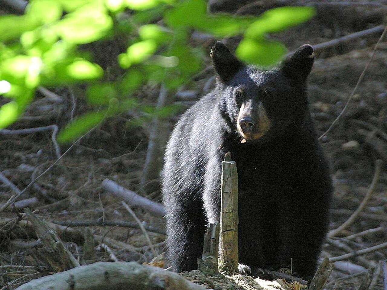 Image of American Black Bear