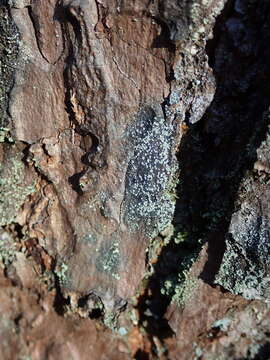 Image of Nylander's lecidea lichen