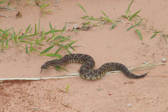 صورة Crotalus durissus Linnaeus 1758