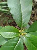 Image of Euphorbia tetraptera Baker