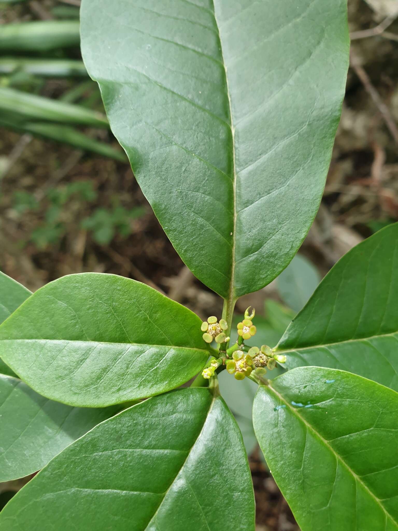 Sivun Euphorbia tetraptera Baker kuva