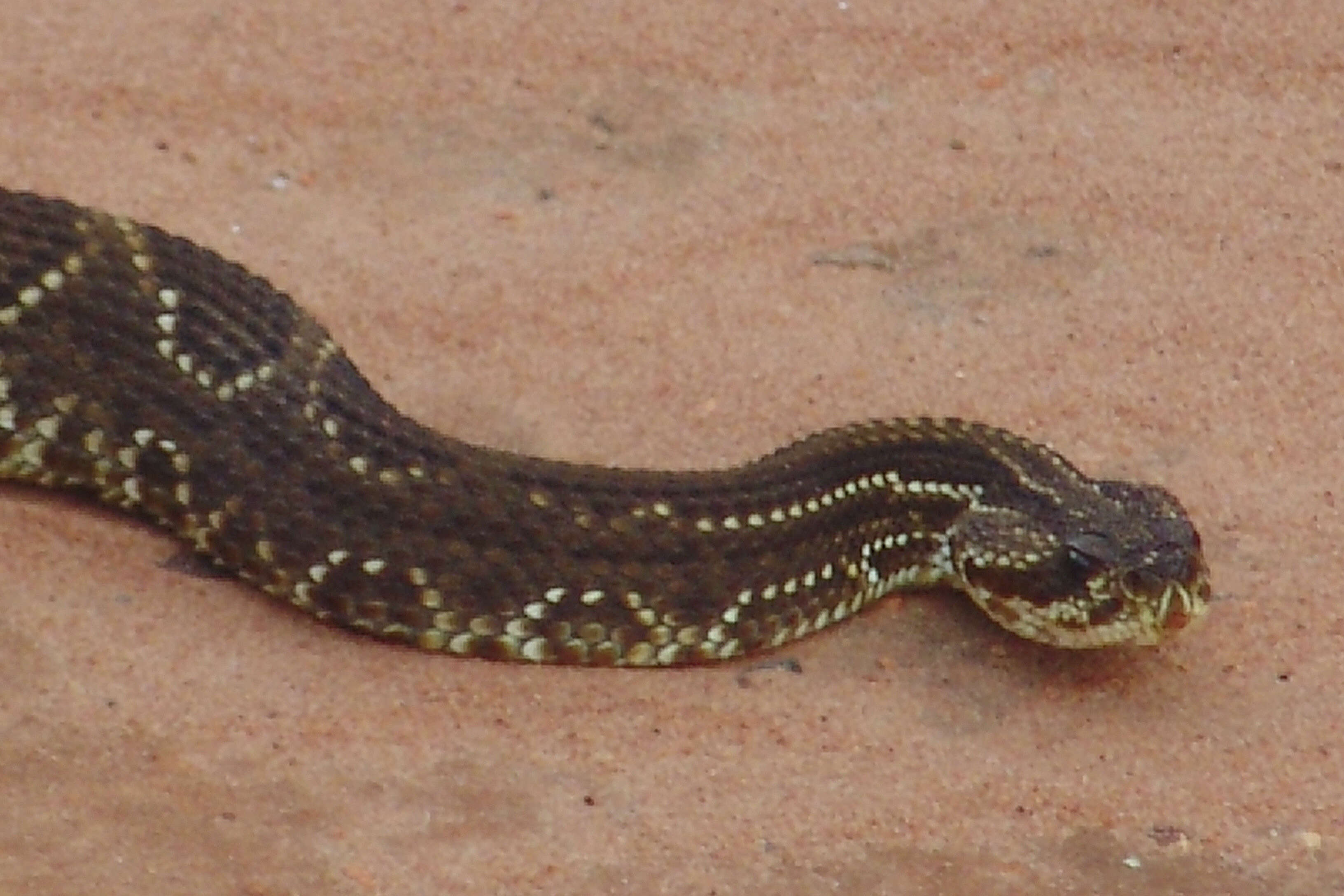 Image of Cascabel Rattlesnake