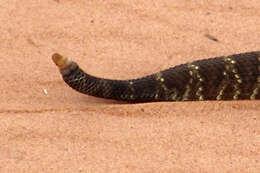 صورة Crotalus durissus Linnaeus 1758