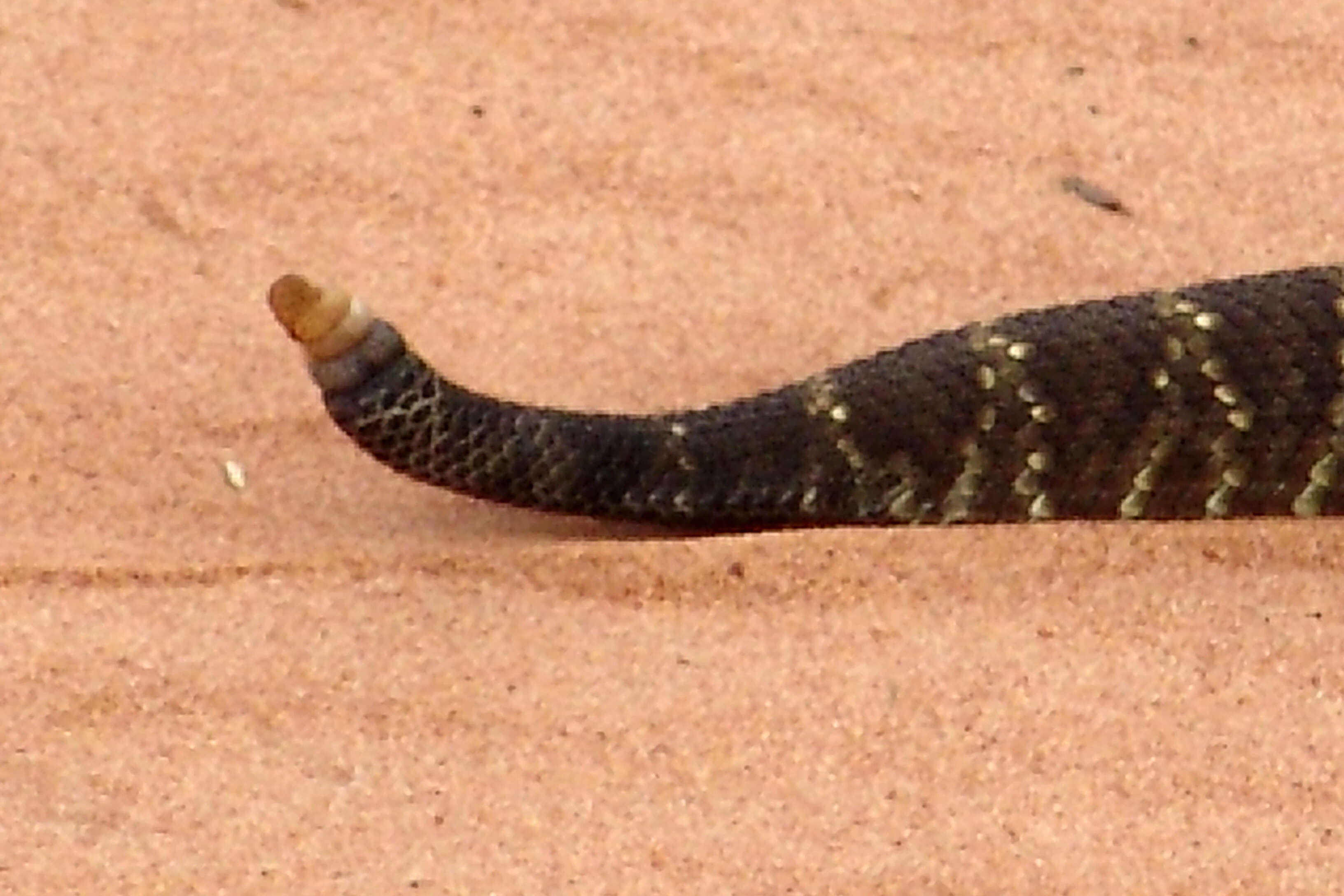 صورة Crotalus durissus Linnaeus 1758