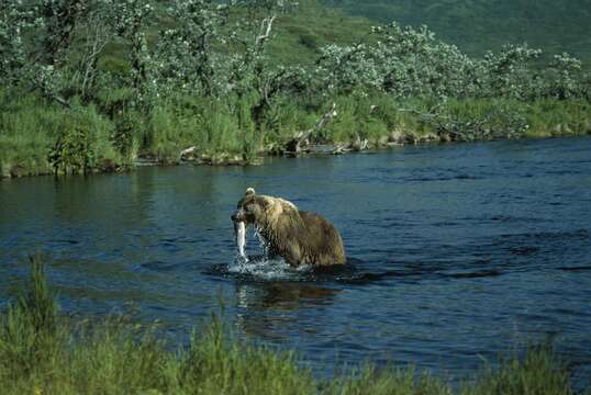 Image of Ursus arctos middendorffi Merriam 1896