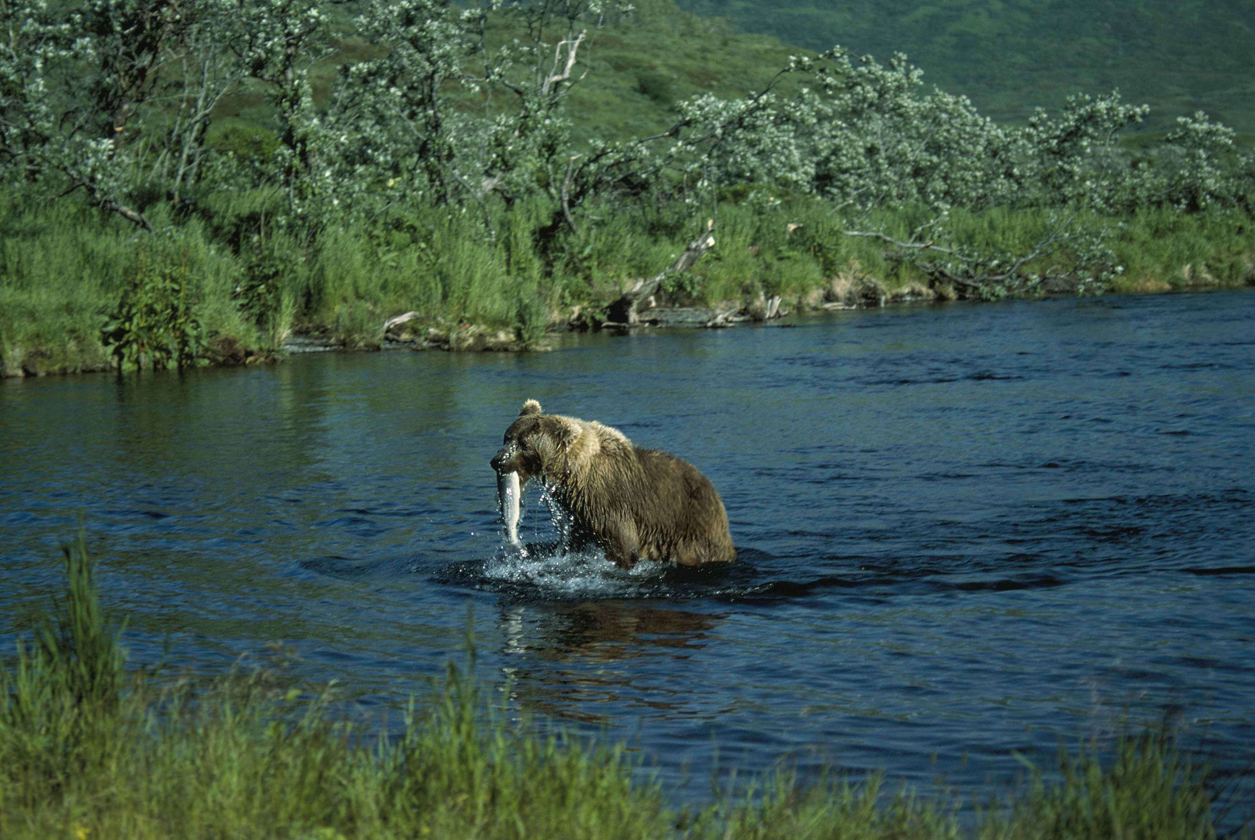 Image of Ursus arctos middendorffi Merriam 1896